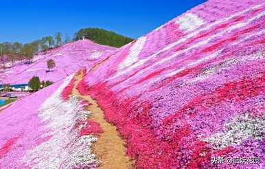 什么样的花适合庭院种植，什么样的低矮花适合路边种植？