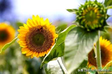 向日葵在什么季节开花，向日葵在什么季节开花