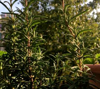 如何饲养室内盆栽迷迭香，盆栽迷迭香的种植方法