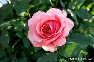 什么是月季花语，小月季花语？