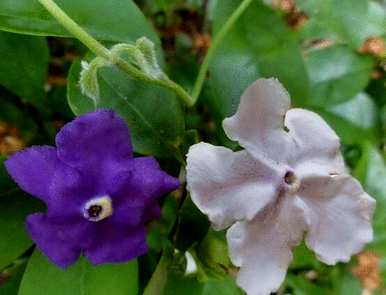 茉莉花和玫瑰花语，茉莉花语和象征