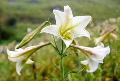 百合花期几天，百合花期怎么处理？