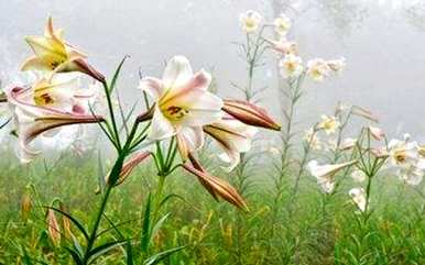 百合花期几天，百合花期怎么处理？