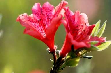 杜鹃花何时开花，杜鹃花何时开花