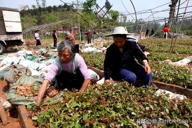 桉树能施肥多久？桉树苗施肥方法视频