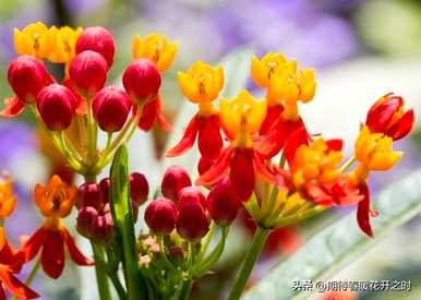 什么是马利筋花语，什么是马利筋花语？