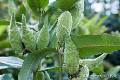 什么是马利筋花语，什么是马利筋花语？