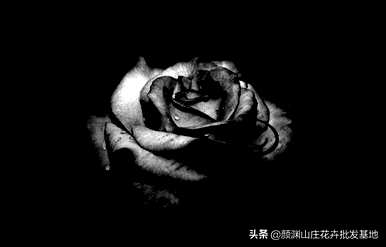 什么是黑玫瑰花语，什么是香槟玫瑰花语？