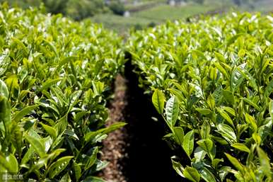 如何种植油茶种子，如何播种油茶种子