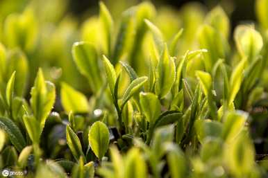 如何种植油茶种子，如何播种油茶种子