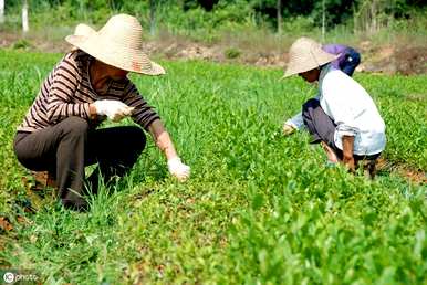 如何种植油茶种子，如何播种油茶种子