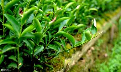 如何种植油茶种子，如何播种油茶种子