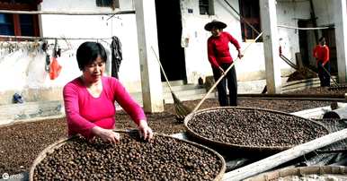 如何种植油茶种子，如何播种油茶种子