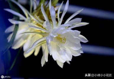 昙花冬季养殖方法，昙花冬季养殖方法