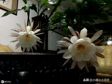 昙花冬季养殖方法，昙花冬季养殖方法