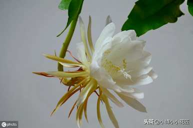 昙花冬季养殖方法，昙花冬季养殖方法