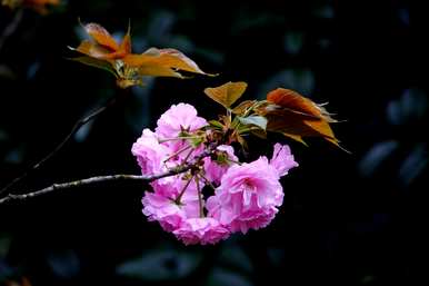 樱花的花语、寓意和象征是什么，樱花的花语、寓意和象征是什么？