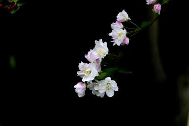 樱花的花语、寓意和象征是什么，樱花的花语、寓意和象征是什么？