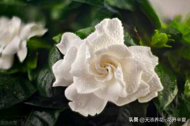 栀子花的花语是什么，栀子花的花语是什么？