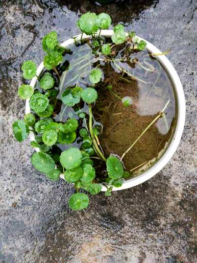 水下养什么植物容易养，水下生长的植物有哪些？