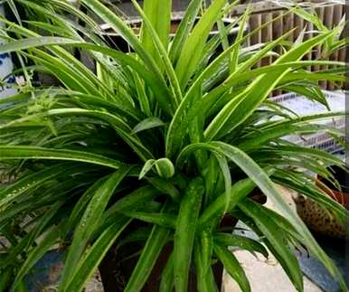 室内植物排名前十，室内植物排名前十