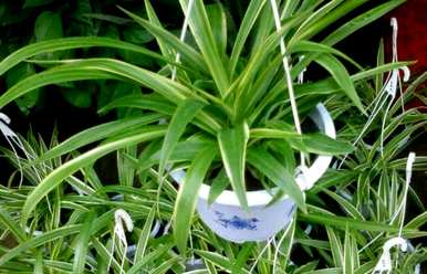 室内植物排名前十，室内植物排名前十