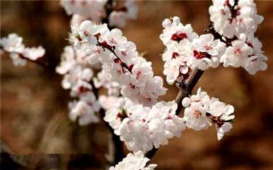 春开花有哪些花名，春开花有哪些花名？