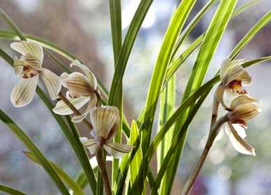 兰花花语怎么说，兰花花语是什么？