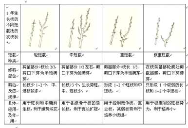 如何管理李子树，李子树的管理方法是什么？