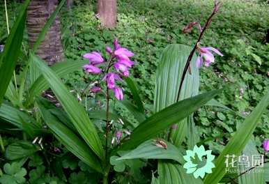 如何种植红叶白芨种子幼苗？