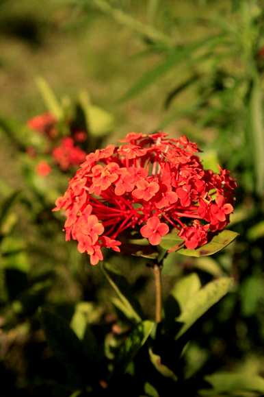 夏天怎么养龙船花，冬天怎么养龙船花？