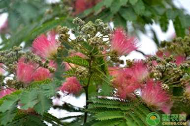 如何种植合欢种子，发芽合欢种子需要多少度？