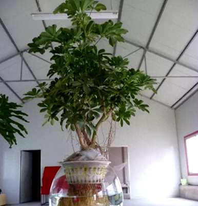 水生植物有哪些品种，不需要土壤的水生植物品种？