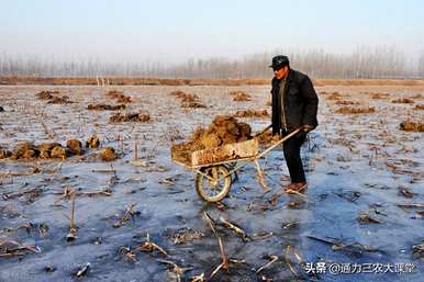 辣椒种子什么时候播种最好，什么时候播种最好