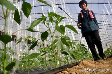 辣椒种子什么时候播种最好，什么时候播种最好