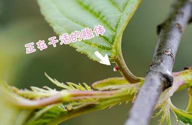 樱花最好在几月份开放，樱花在几月份开放