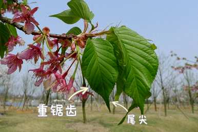 樱花最好在几月份开放，樱花在几月份开放