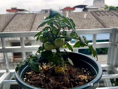 小番茄盆栽的叶子也应该去掉吗？如何种植小番茄盆栽植物？