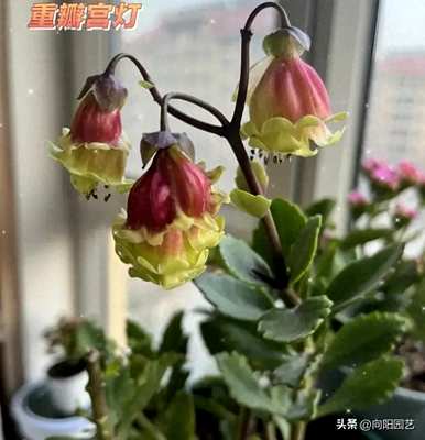 宫灯长寿花好养活吗？宫灯长寿花好养活吗？