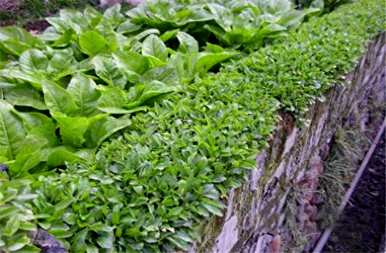 寿光马兰花种植基地如何种植马兰花