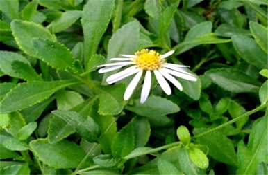 寿光马兰花种植基地如何种植马兰花