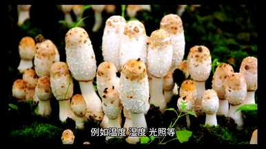 种植蘑菇需要什么条件，种植蘑菇需要什么条件？