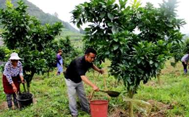 种植柚子树需要注意什么？种植柚子树的方法和注意事项