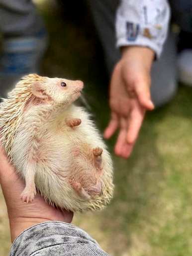 刺猬的牙齿特征，刺猬的生活特征是什么？