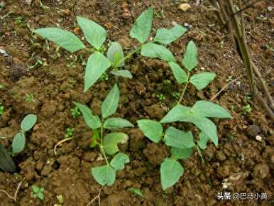 什么时候种豆最好？春豆的种植方法和时间