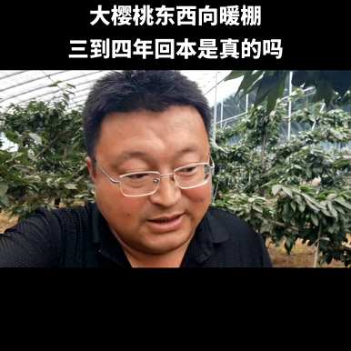 一亩温室里有多少种樱桃？一亩温室樱桃的投资是多少？