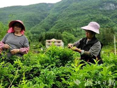 富硒藤茶一斤多少钱，正常恩施富硒藤茶一斤多少钱？