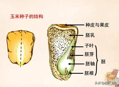 玉米种子结构示意图及功能详细说明