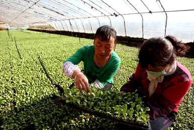 生菜种植方法和时间在几个月内播种，在华北露天过冬生菜在几个月内播种