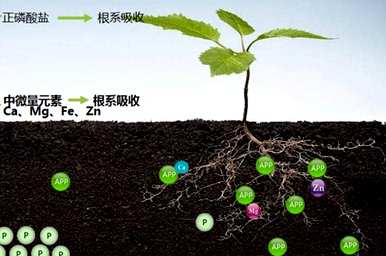 番茄叶卷是什么意思？番茄叶卷是怎么回事？